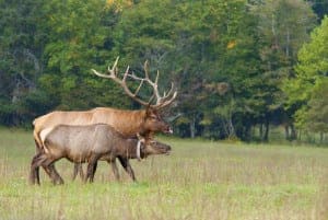 Male and female elk in the national park