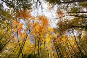 View of fall trees in the Smoky Mountains