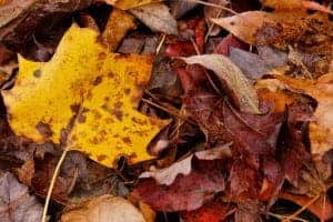 fall leaves in the Great Smoky Mountains National Park