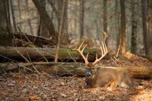 large buck deer on the Cades Cove Loop Road