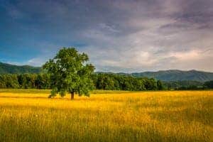 view of field in Cades Cove area in Great Smoky Mountains National Park