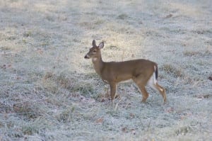 Deer in a frosty field