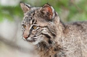 bobcat kitten at Ober Gatlinburg ski resort