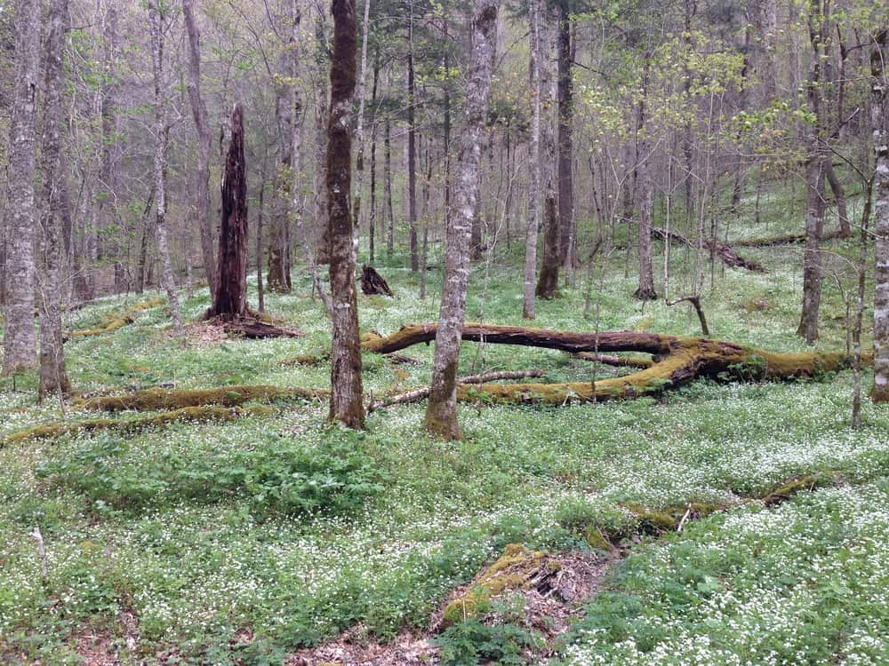 Deep Creek Headwaters Deep Creek Headwaters