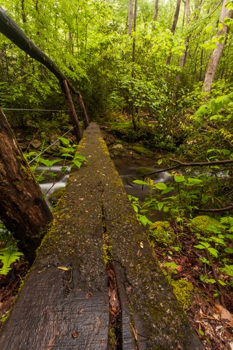 Spence Field Hiking Trail from Anthony Creek