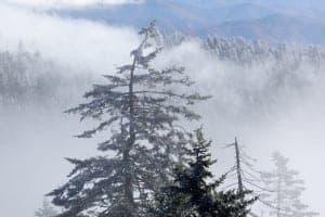 Frosted trees in the fog from Clingmans Dome