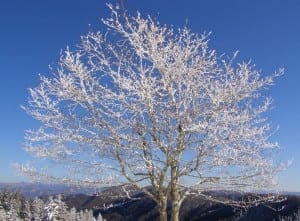 Tree in the mountains covered in frosted snow