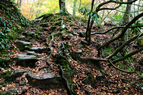 Albright Grove Loop Hiking Trail