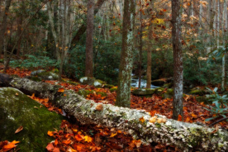 Brushy Mountain Hiking Trail