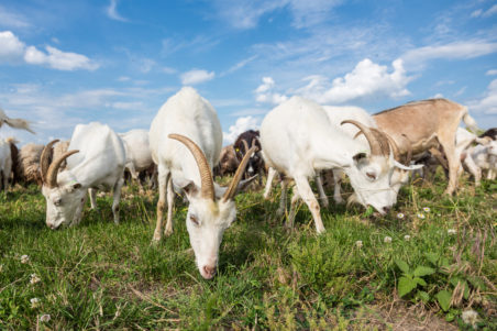 Goats on the Roof