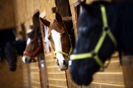 Sugarlands Riding Stables