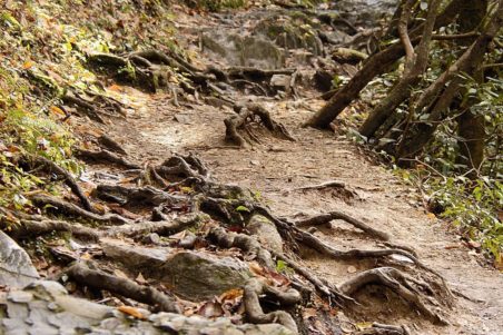 Charlies Bunion Hiking Trail