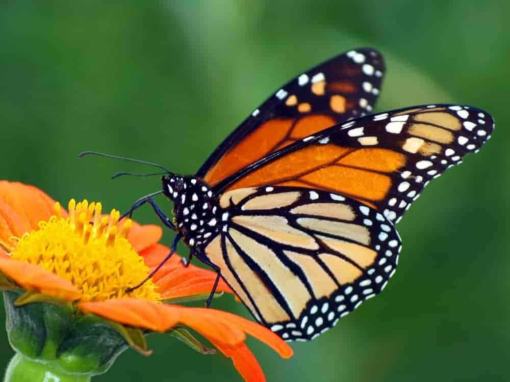 Monarch butterfly on an orange flower in the Smoky Mountains