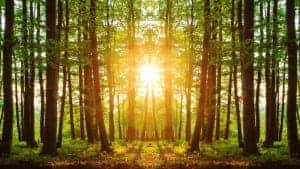 The sun peeking through the trees in the woods of the Smoky Mountains