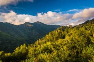 View of the Smoky Mountain greenery