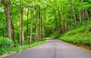 View of trees and the Roaring Fork Motor Nature trail driving tour