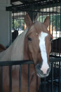 Horse at Dixie Stampede dinner show in Pigeon Forge