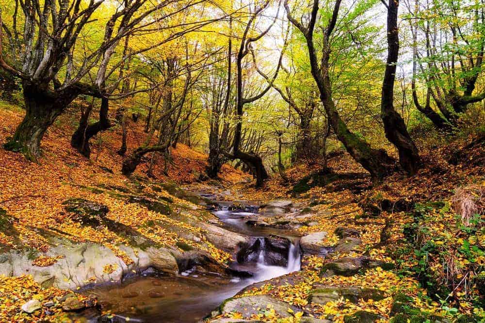 A stream running through the national park during fall in the Smoky Mountains.