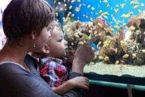Mother and son looking at tiny yellow fish in an aquarium