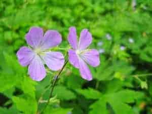 Purple flowers in the Smoky Mountains Natioanl Park