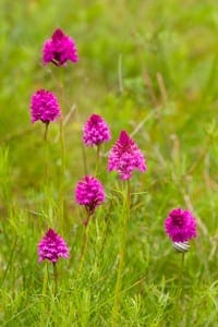 Wild purple orchids in Gatlinburg