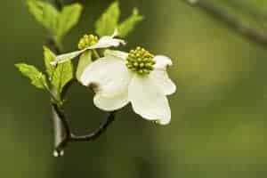 dogwood wildflower in the Smoky Mountains spring