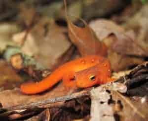 A baby orange Eastern newt standing on branches and leaves in the Smoky Mountains