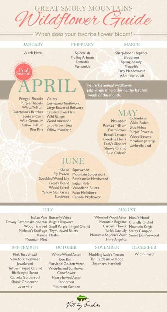 Chart of Smoky Mountain Wildflowers