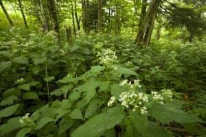 Clingmans Dome area with Smoky Mountain wildflowers