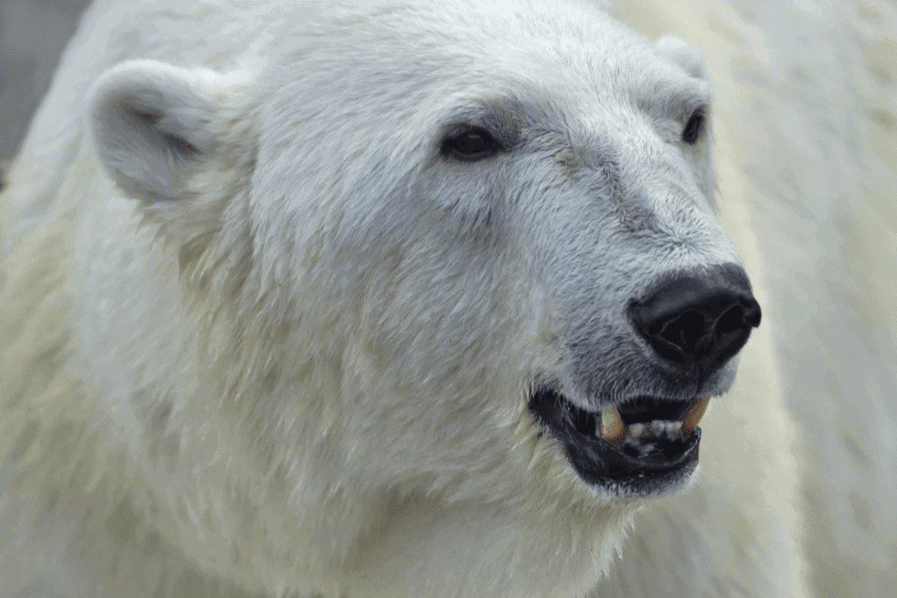 Close-up photo of a polar bear.