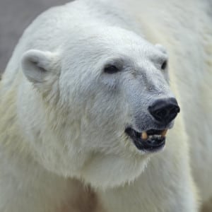Closeup of a polar bear in the Great Smoky Mountains National Park.