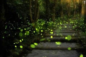 Elkmont fireflies lighting up in the national park