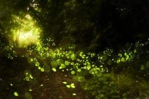 Fireflies lighting up at the event in the Smoky Mountains