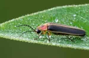 Firefly sitting on a damp leaf