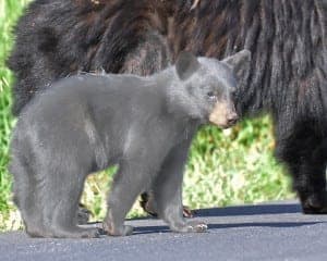 Gray bear cub with black bear mother.