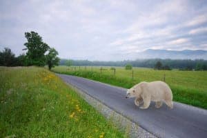 Polar bear crossing the road in Cades Cove.