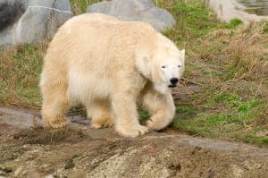 Polar bear walking in the National Park.