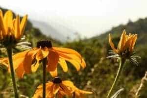 Yellow Smoky Mountain Wildflowers