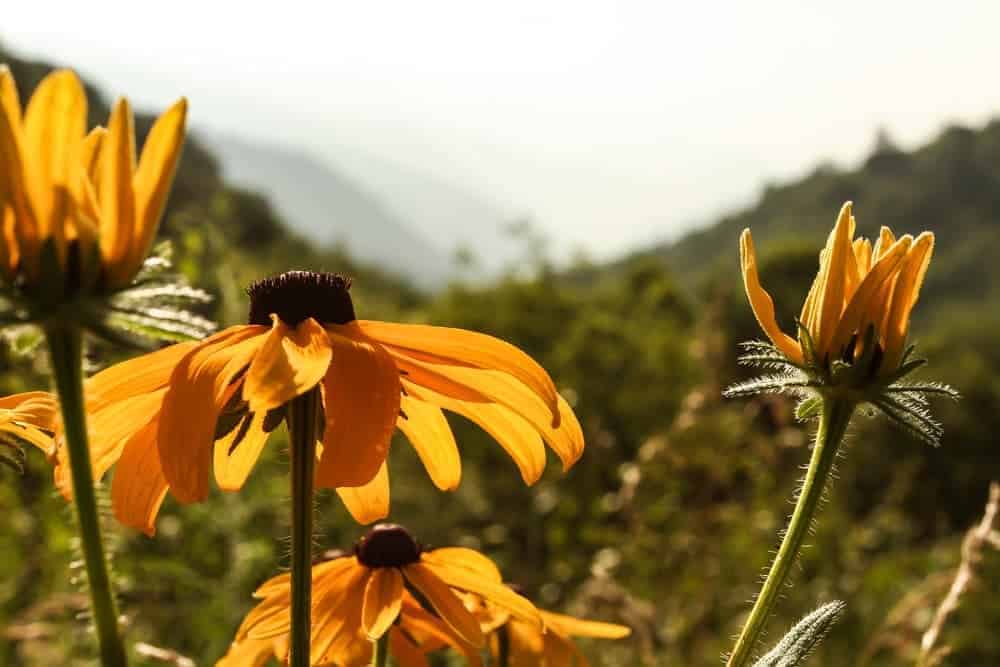 Yellow Smoky Mountain Wildflowers