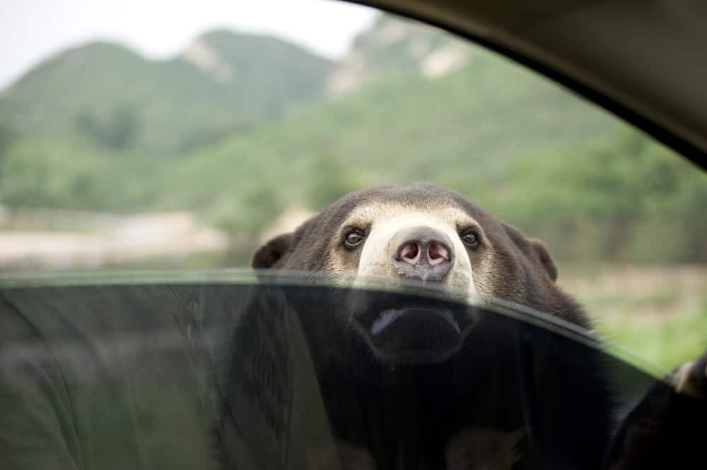 A black bear, one of the most iconic Smoky Mountain animals, peering into a car window.