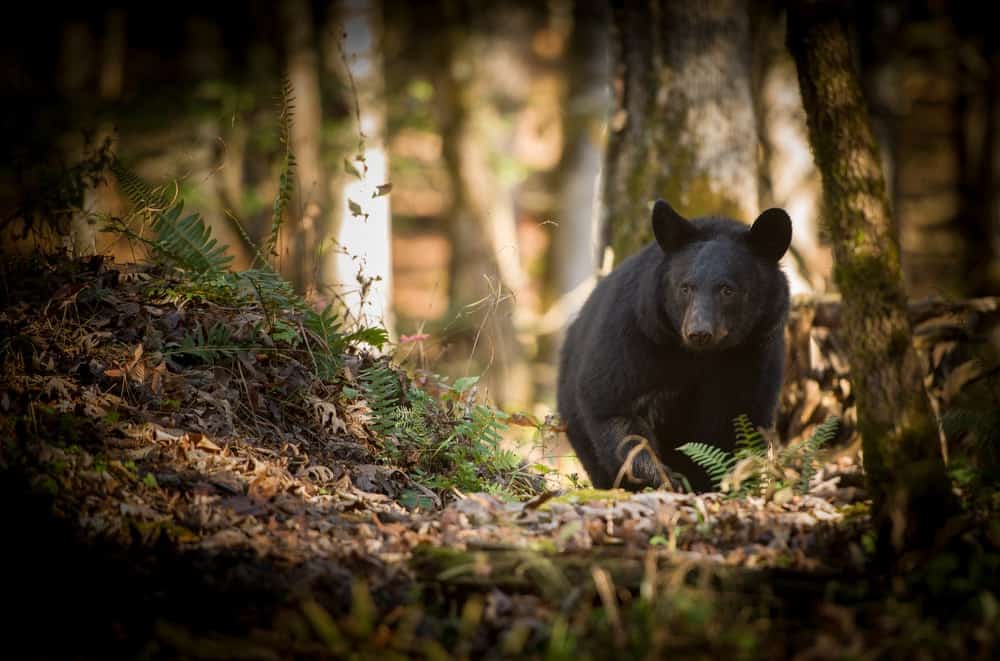 Great Smoky Mountain black bear