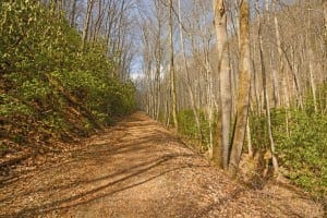 Kephart Prong Trail