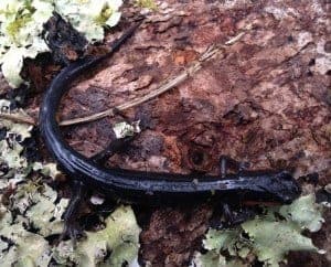 Salamanders in the Smoky Mountains