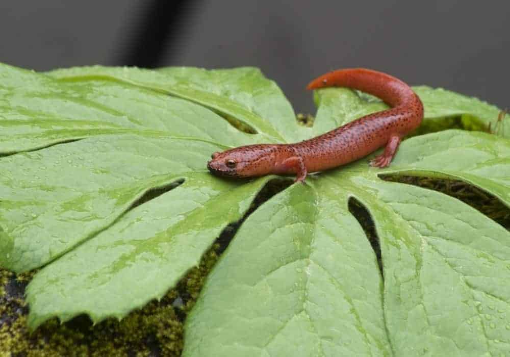 Smoky Mountain Salamanders