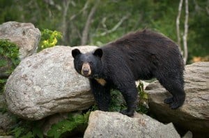 Smoky Mountain black bear
