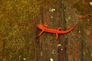 Smoky Mountain salamander in a tree
