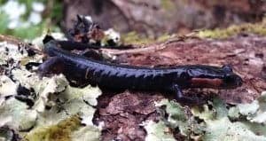 Smoky Mountain salamander in the woods
