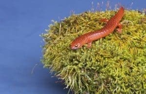 Smoky Mountain salamander on a leave near the river