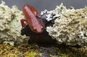 Smoky Mountain salamander view close up