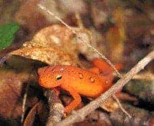 close up view of Smoky Mountains salamanders